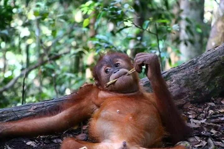Brown Bamboo Guest House & Trekking Bukit Lawang Dış mekan fotoğraf