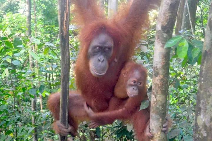 Brown Bamboo Guest House & Trekking Bukit Lawang Dış mekan fotoğraf