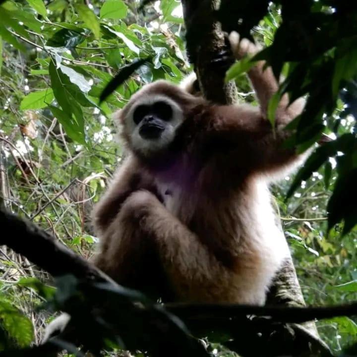 Brown Bamboo Guest House & Trekking Bukit Lawang Dış mekan fotoğraf