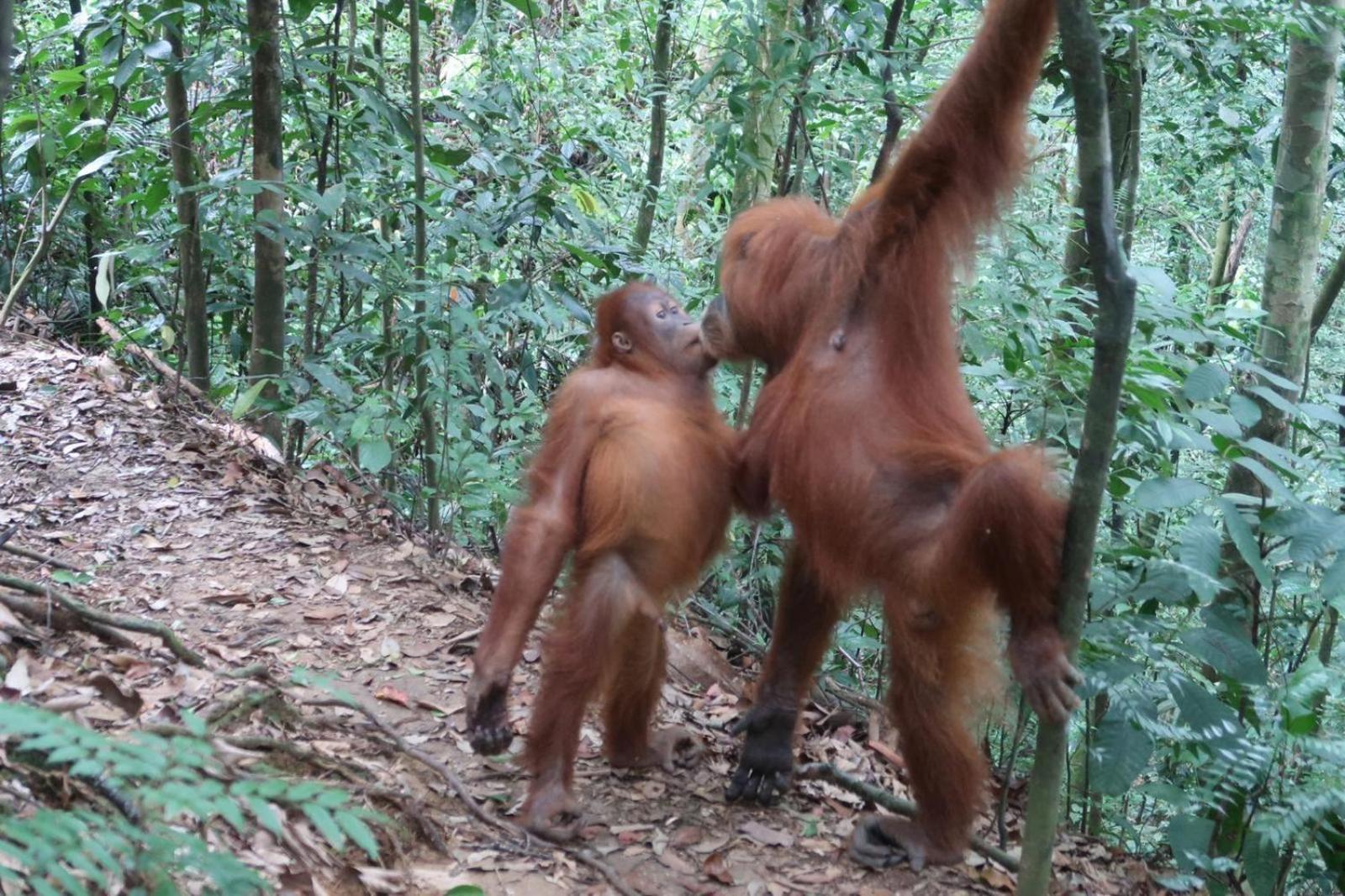 Brown Bamboo Guest House & Trekking Bukit Lawang Dış mekan fotoğraf